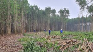 Khai thác rừng trồng Keo nhóm hộ huyện Cẩm Xuyên